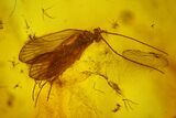 Fossil Caddisfly (Trichoptera) and Large Fly (Diptera) in Baltic Amber - #200171-1